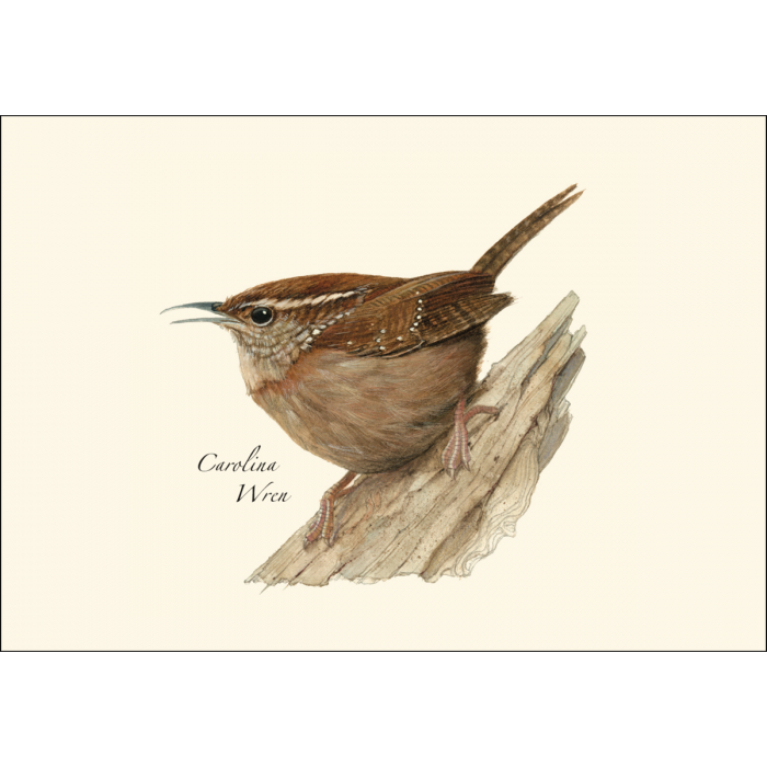 Carolina Wren