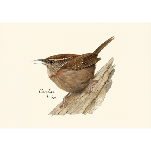 Carolina Wren