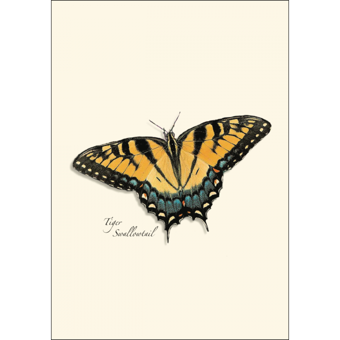 Butterfly Assortment