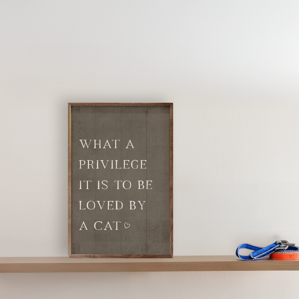 What A Privilege Cat