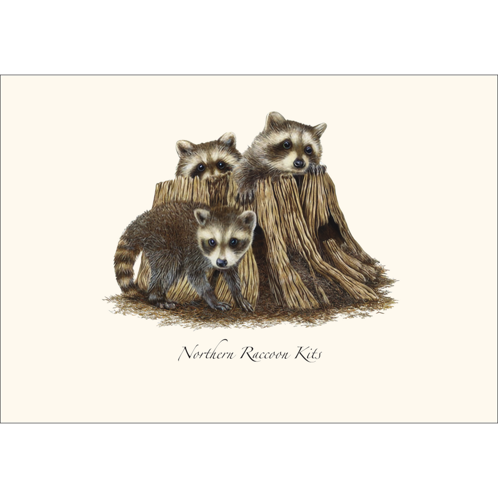 Raccoon Kits Notecard Set