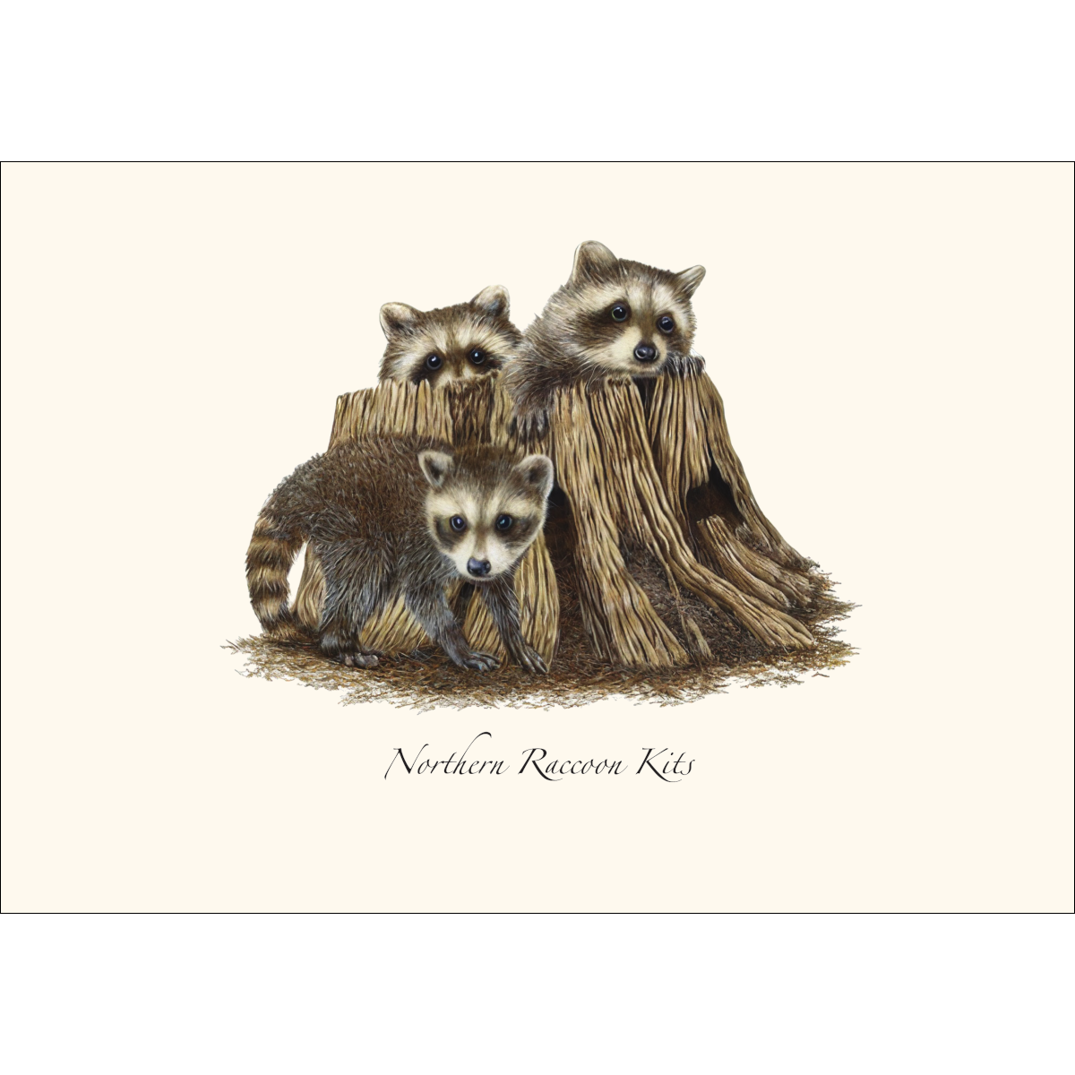 Raccoon Kits Notecard Set