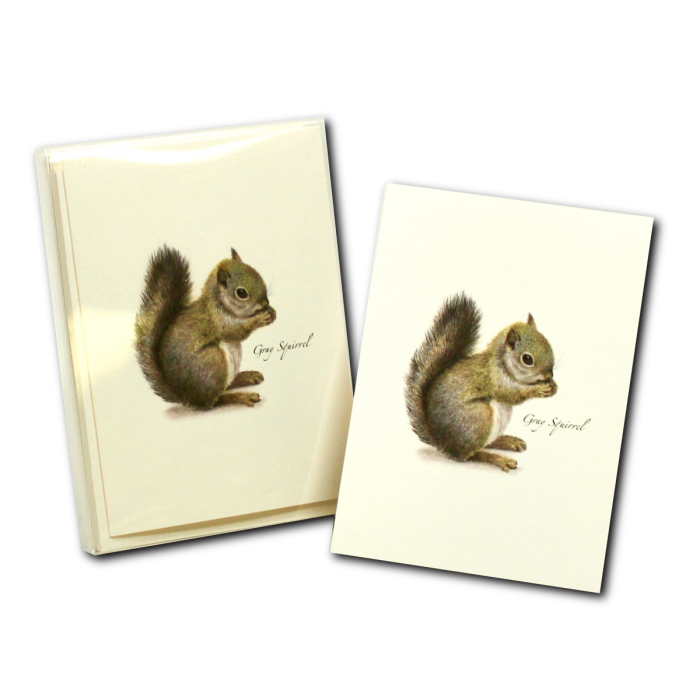Gray Squirrel