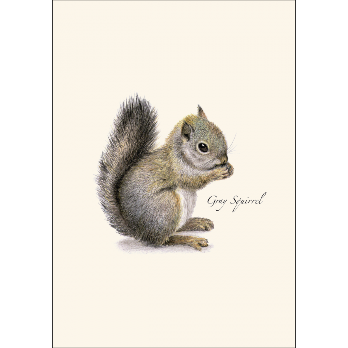 Gray Squirrel