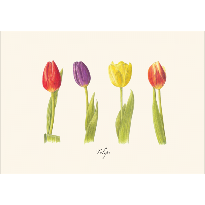 Tulips