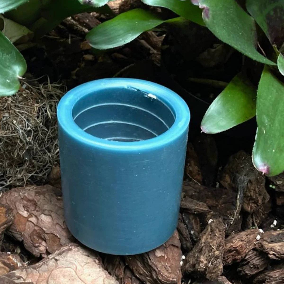Spiral Candle Rainforest