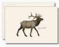 Roosevelt Elk