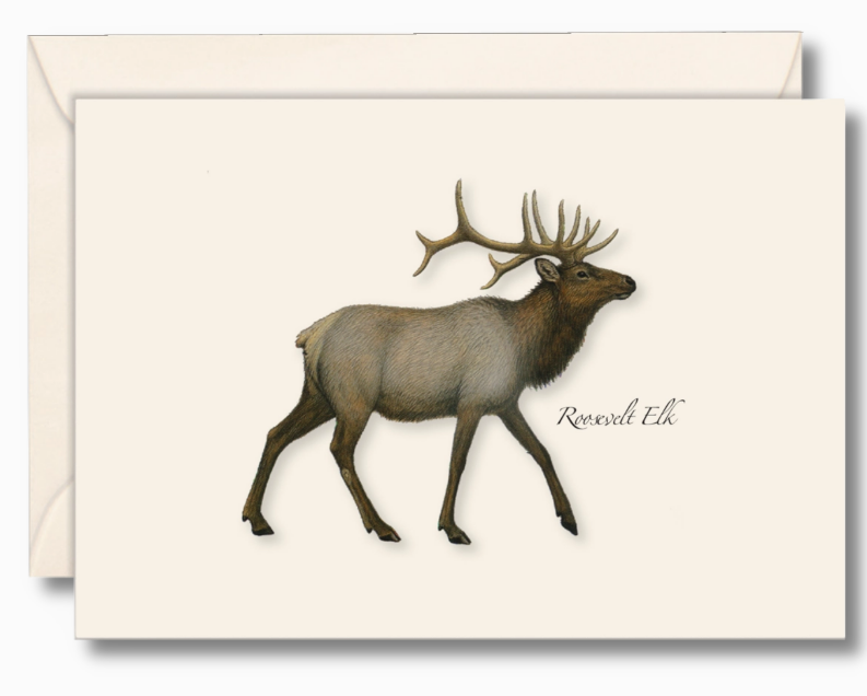 Roosevelt Elk