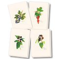 Berry Assortment Notecard Set