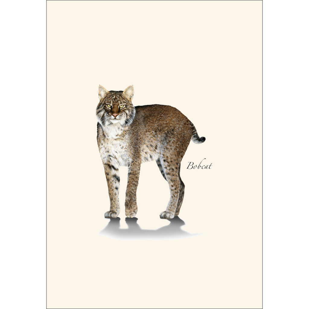 Bobcat Boxed Notecard Set