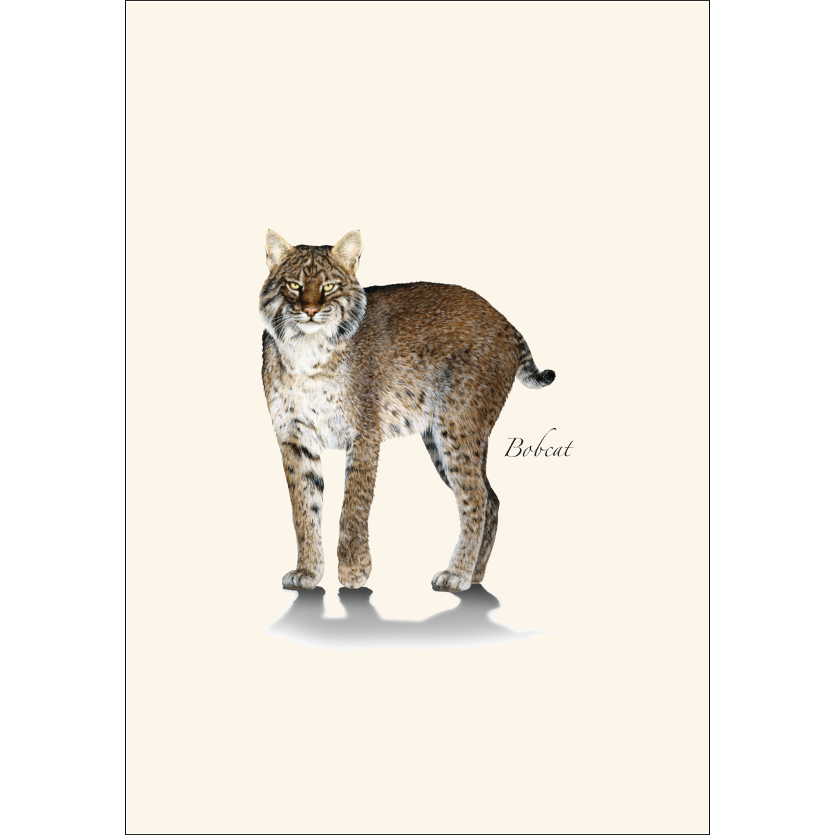 Bobcat Boxed Notecard Set