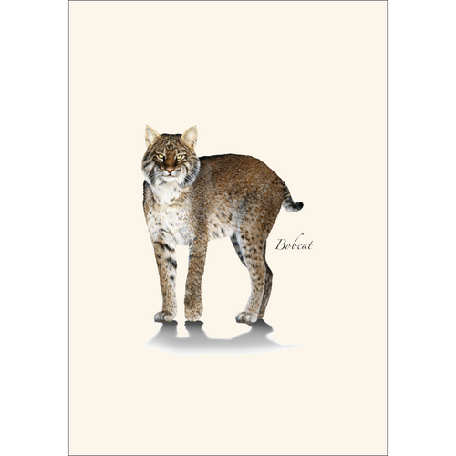 Bobcat Notecard Set