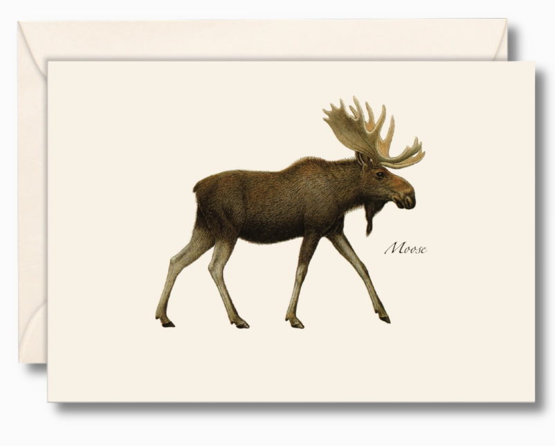 Moose Notecard Set, Recycled Paper, 8 Cards
