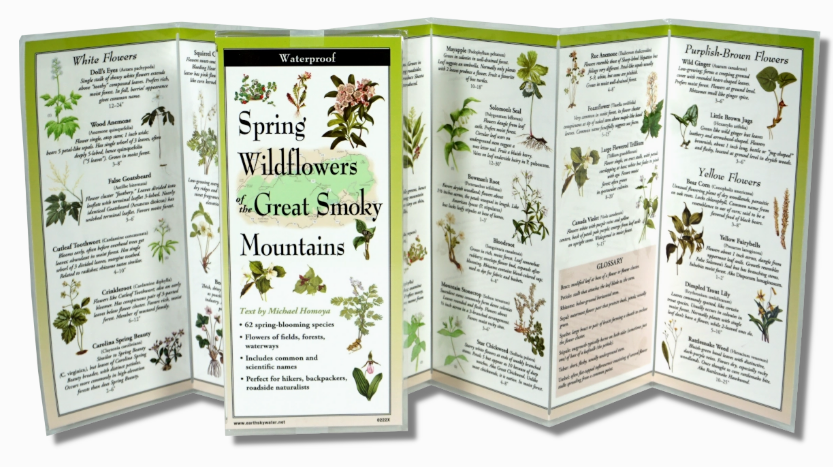 Spring Wildflowers of the Smoky Mountains
