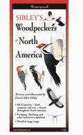 Sibley's Woodpeckers of North America