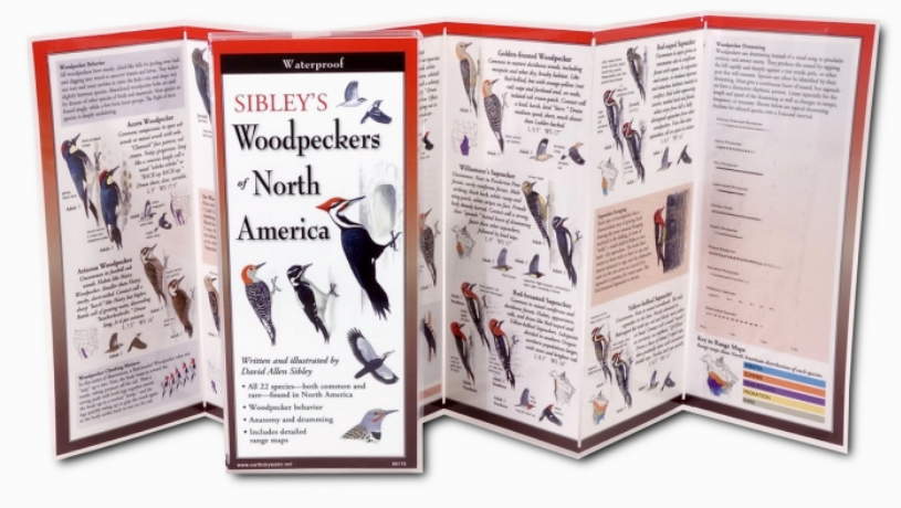 Sibley's Woodpeckers of North America